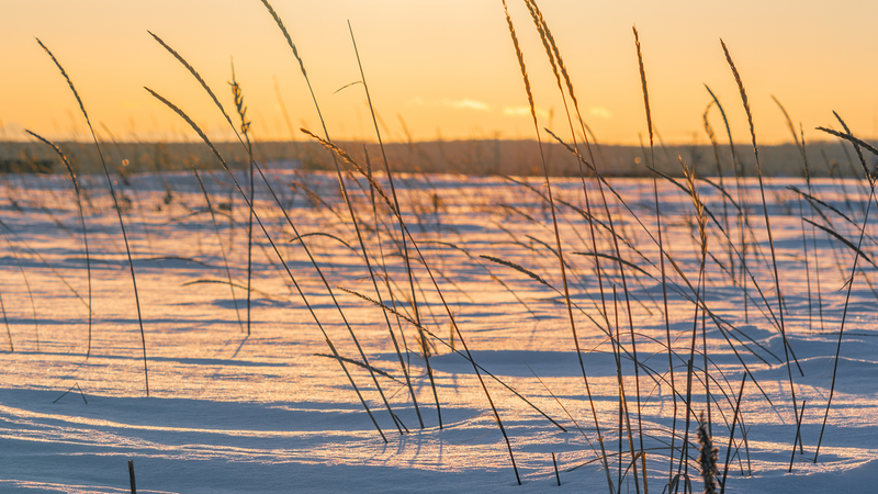 Japan in January: Weather, Crowds, and What Japanese Travelers Actually Do