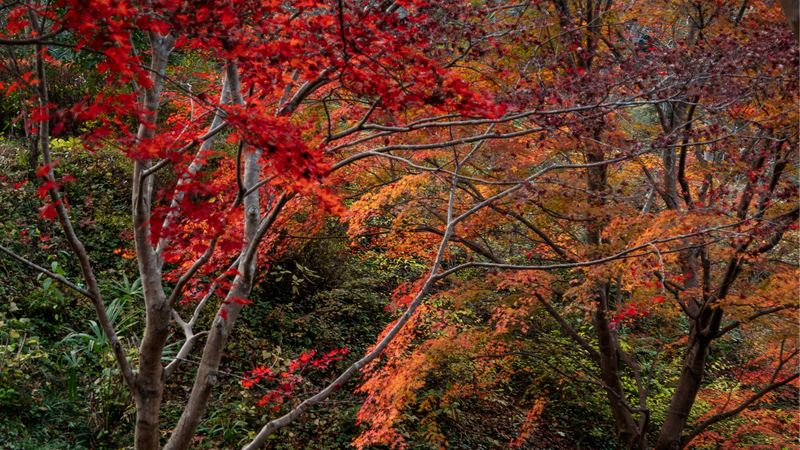 Japan in November: Weather, Crowds, and What Japanese Travelers Actually Do
