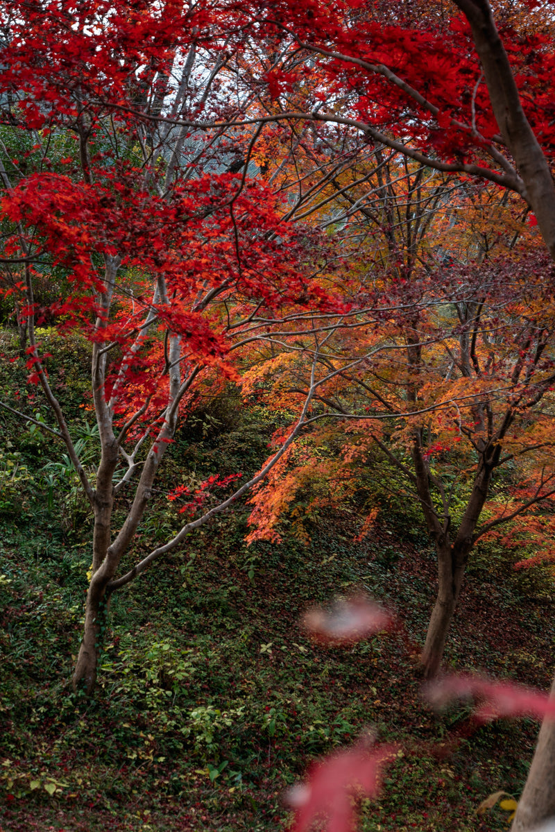 Japan Autumn Packing List: What to Pack for September, October & November