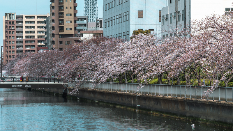 The Best Time to Visit Japan in 2026 (And What Nobody Tells You)