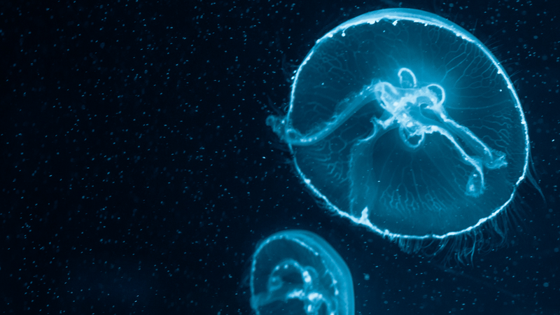 Osaka Aquarium Kaiyukan: Is It Worth It?