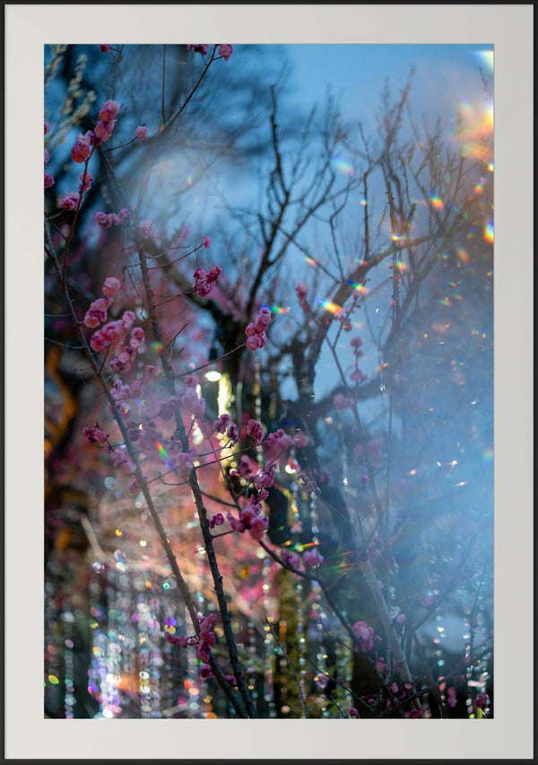 Premium Japan Photo Print — Blossoms at Blue Hour