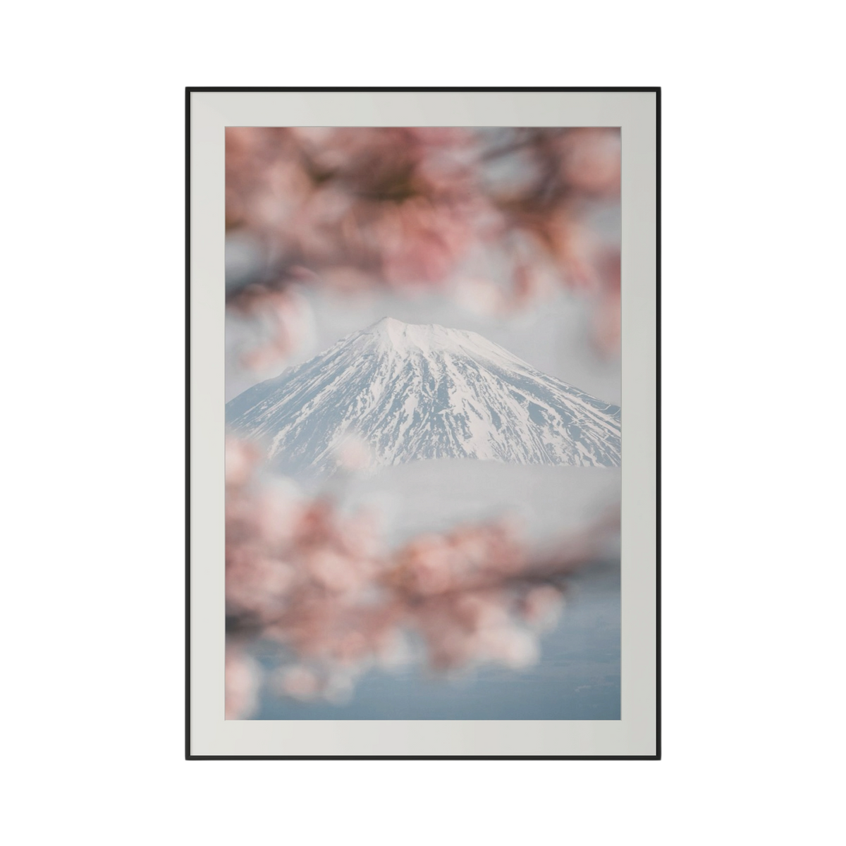 Framed artwork of Mount Fuji with cherry blossoms in the foreground on a white background cheku Premium Photography Print Fuji Cherry Blossoms