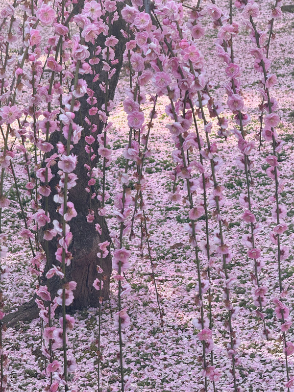 Kyoto — Travel Guide