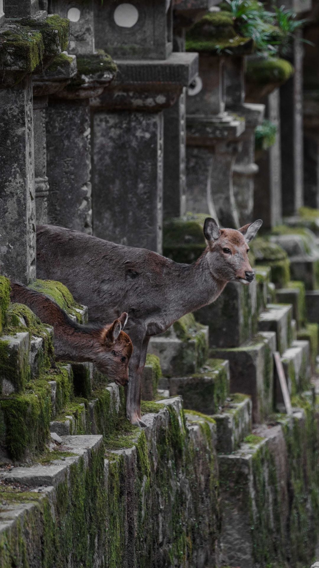 Osaka & Nara — Travel Guide
