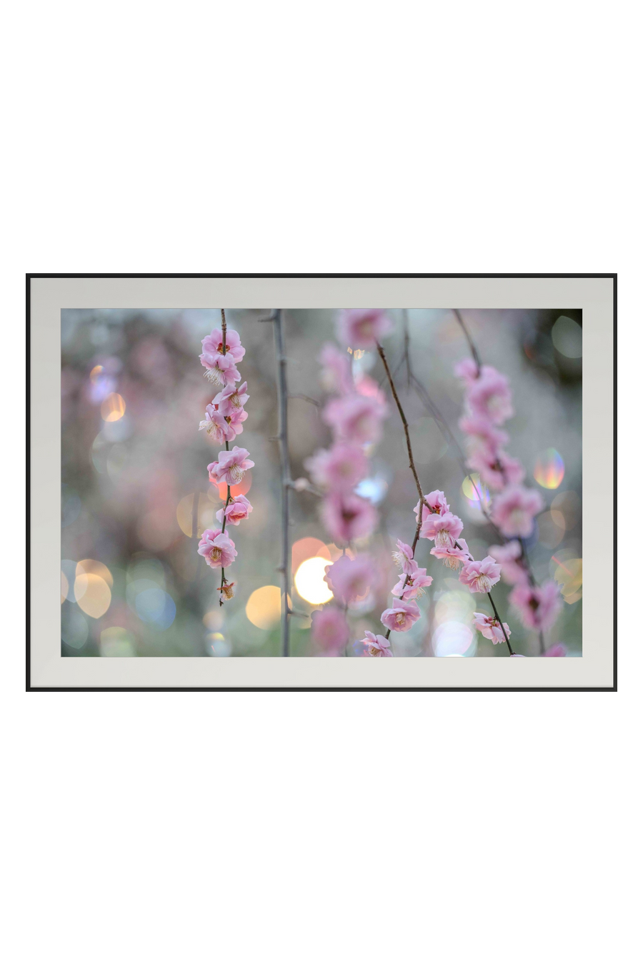 Ume at Dusk — fine-art print