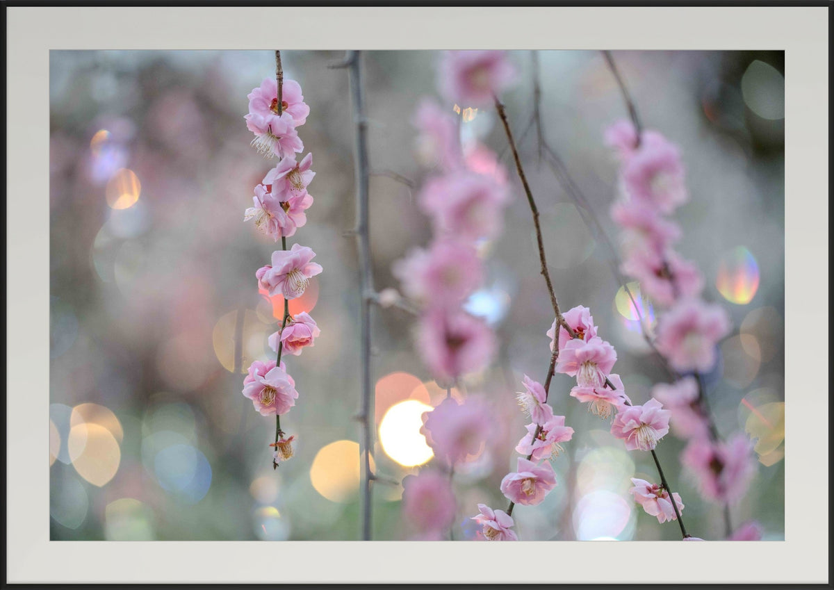 Premium Japan Photo Print — Yūgure no Ume (Plums at Dusk)