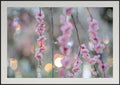 Premium Japan Photo Print — Yūgure no Ume (Plums at Dusk)