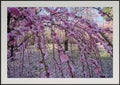 Premium Japan Photo Print — Spring's Curtain