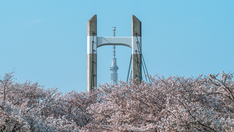 Japan in April: Weather, Crowds, and What Japanese Travelers Actually Do