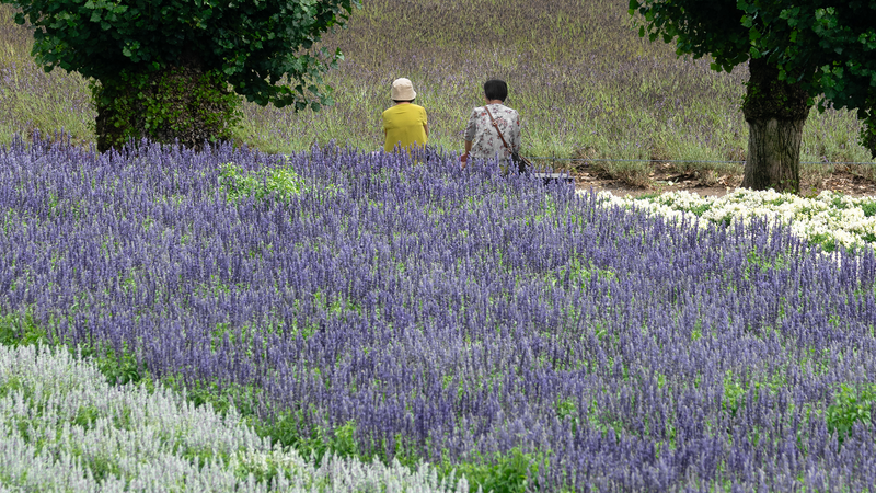 Japan in July: Weather, Crowds, and What Japanese Travelers Actually Do