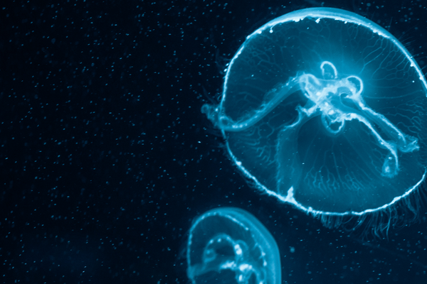 Osaka Aquarium Kaiyukan: Is It Worth It?