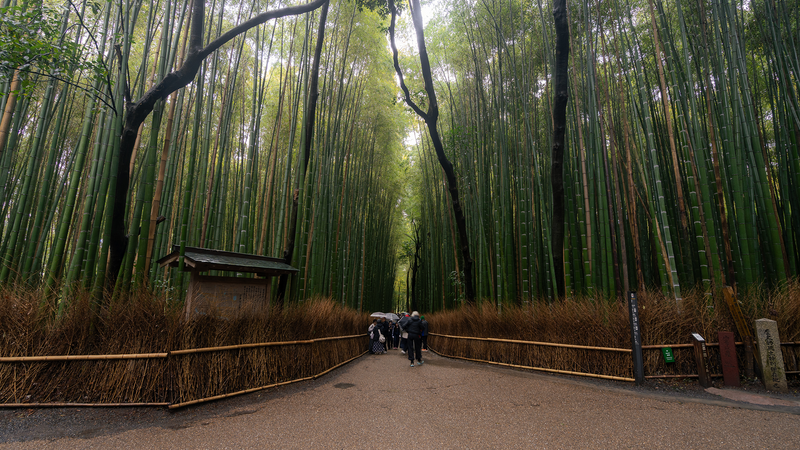 Things to Do in Arashiyama: The Complete 2026 Guide
