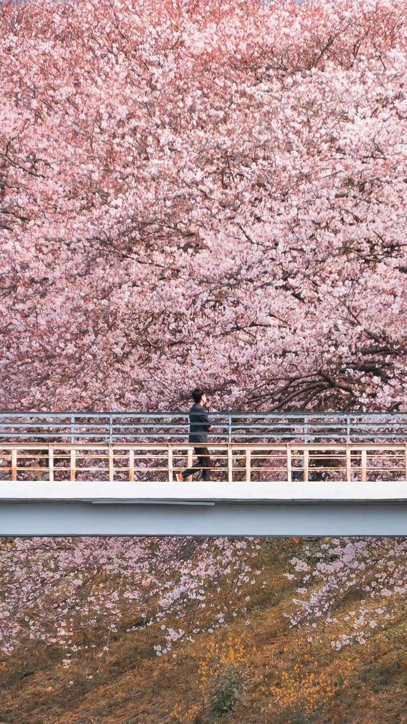 Japan Spring Packing List: What to Pack for March, April & May