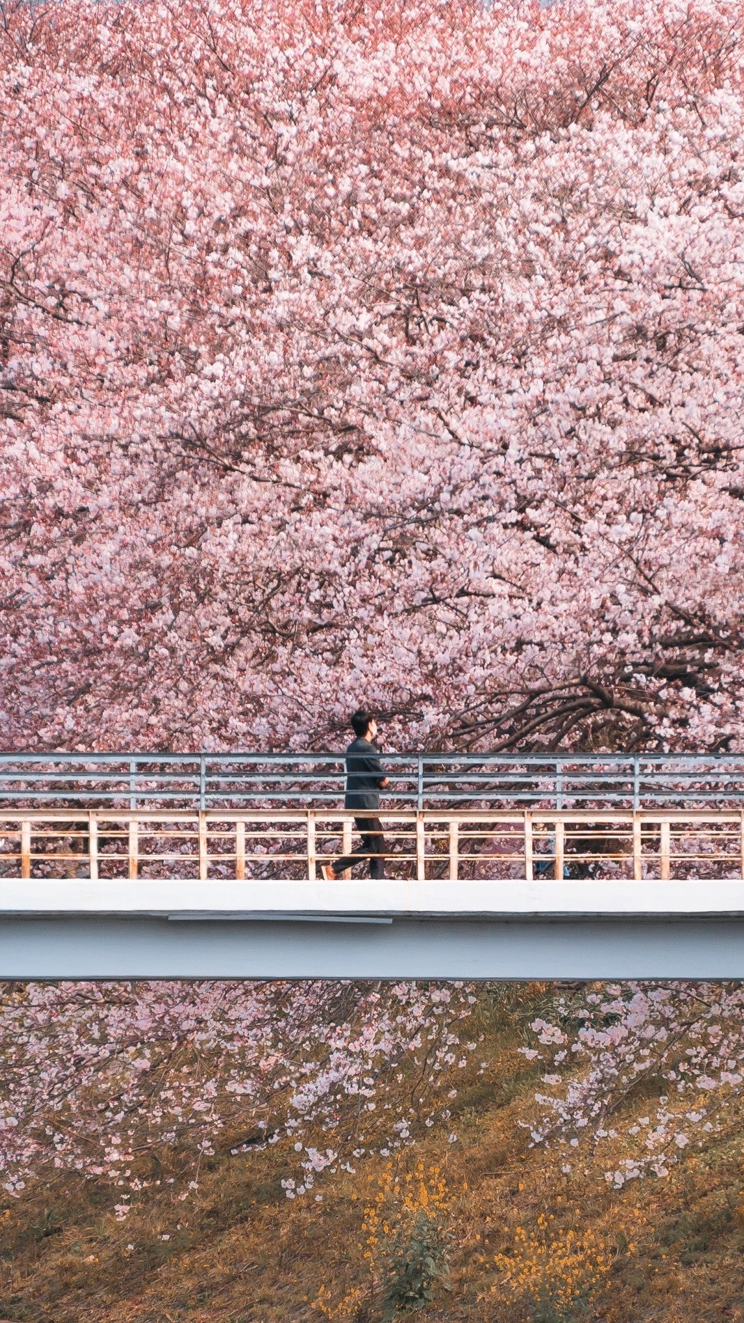 Japan Spring Packing List: What to Pack for March, April & May