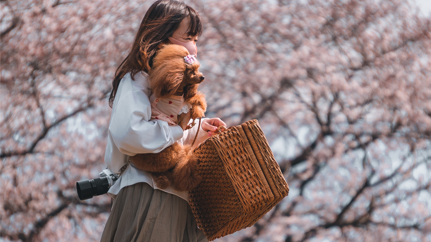 Cute Things to Buy in Japan: The Kawaii Souvenirs Worth Buying