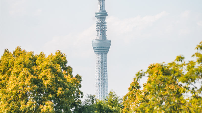Best Time to Visit Tokyo: A Local-Source Calendar