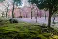 Premium Japan Photo Print — A Blanket of Blossoms