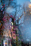 Premium Japan Photo Print — Blossoms at Blue Hour