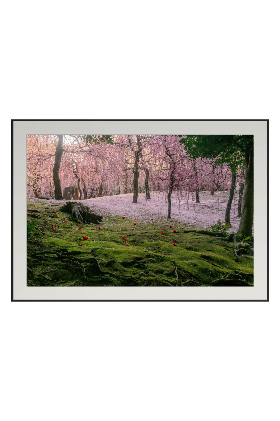 Tsubaki on Moss — fine-art print