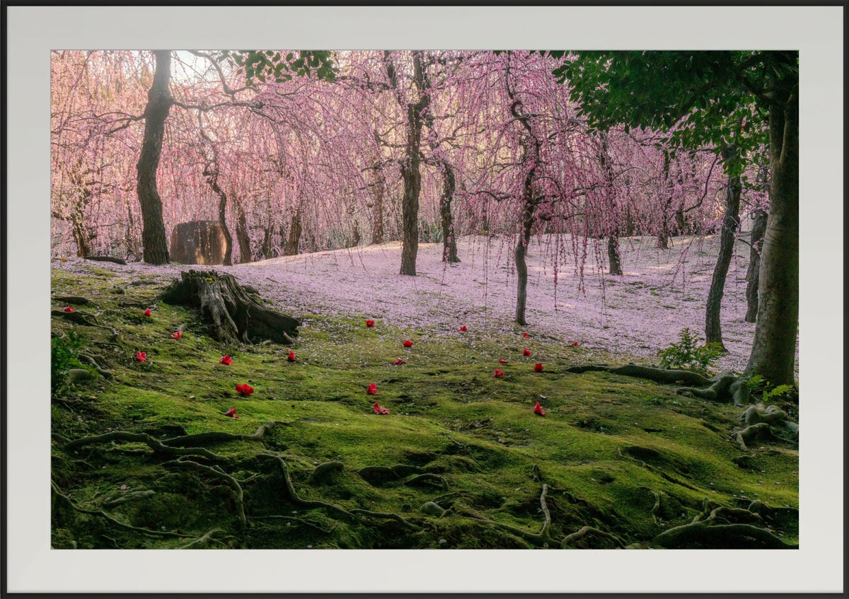 Premium Japan Photo Print — A Blanket of Blossoms