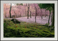 Premium Japan Photo Print — A Blanket of Blossoms