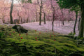Premium Japan Photo Print — A Blanket of Blossoms
