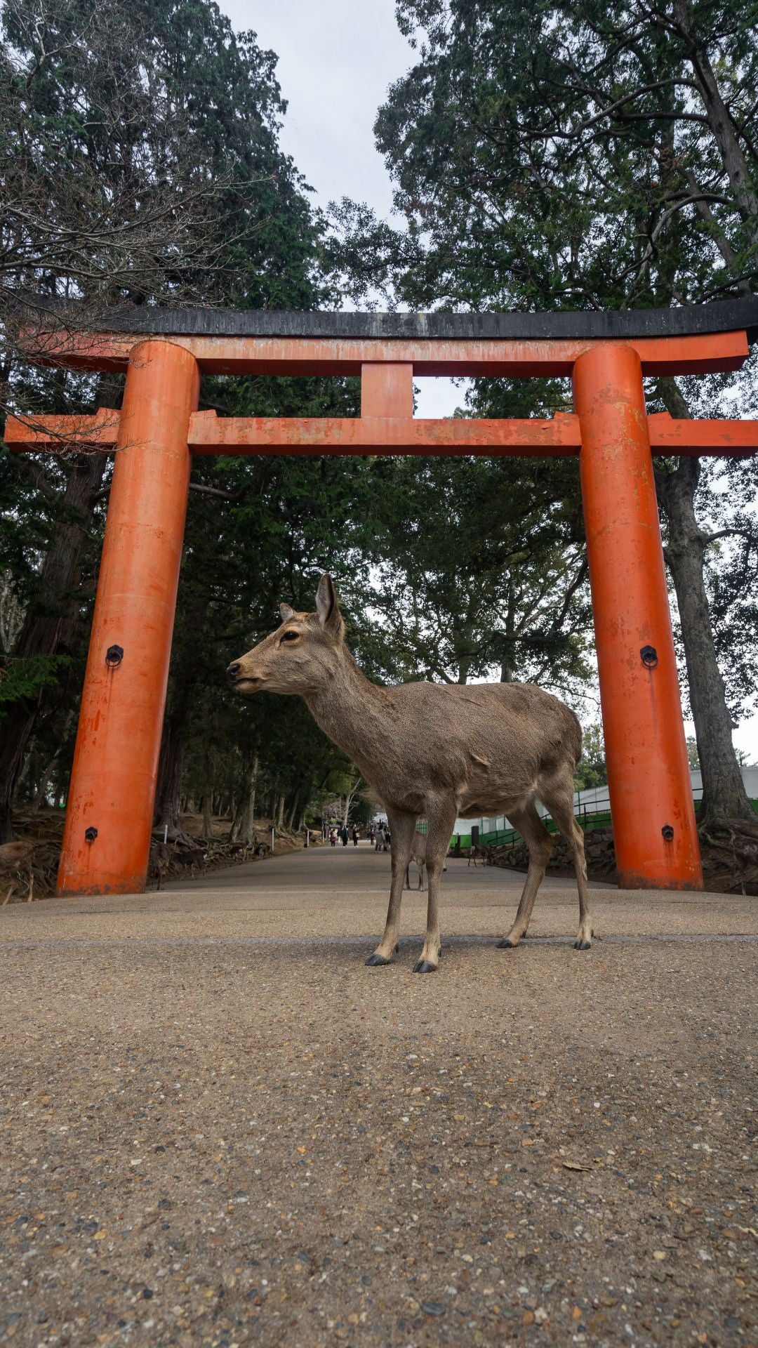 3 Weeks in Japan — Complete Travel Guide Bundle