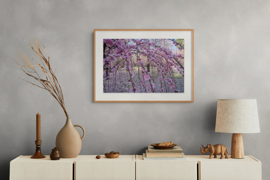 Spring's Curtain framed