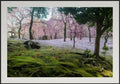 Premium Japan Photo Print — A Blanket of Blossoms