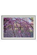 Premium Japan Photo Print — Spring's Curtain