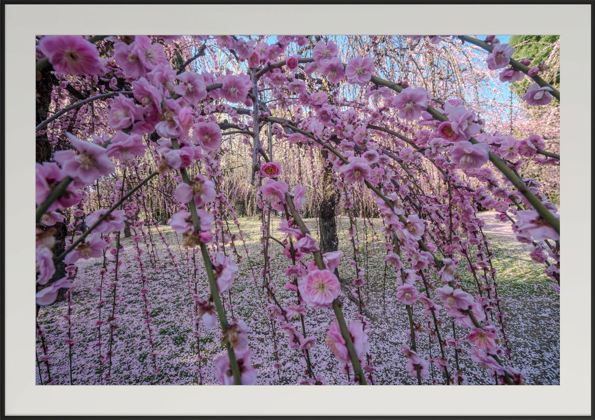 Premium Japan Photo Print — Spring's Curtain