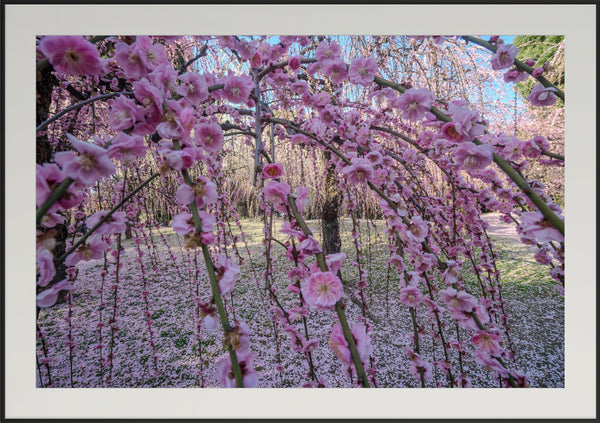 Premium Japan Photo Print — Spring's Curtain