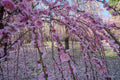 Pink flowering tree with a blurred background of trees and sky
