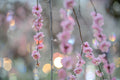 Pink flowers on a branch with a blurred, colorful background
