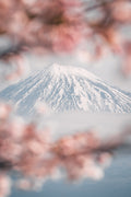 Premium Japan Photo Print — Fuji Sakura